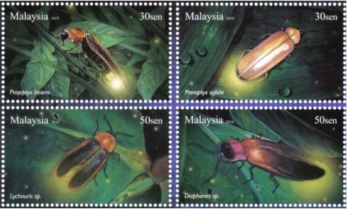 马来西亚萤火虫原图卡